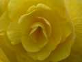 Yellow begonia closeup